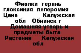 Фиалки, герань, глоксиния, пеперомия, › Цена ­ 50-150 - Калужская обл., Обнинск г. Домашняя утварь и предметы быта » Растения   . Калужская обл.